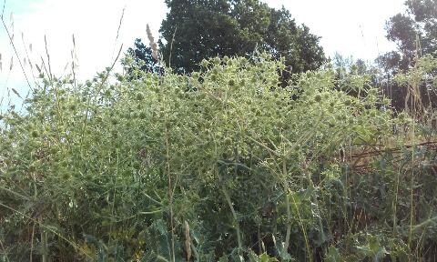 Eryngium campestre - panicaut champêtre Rps20113