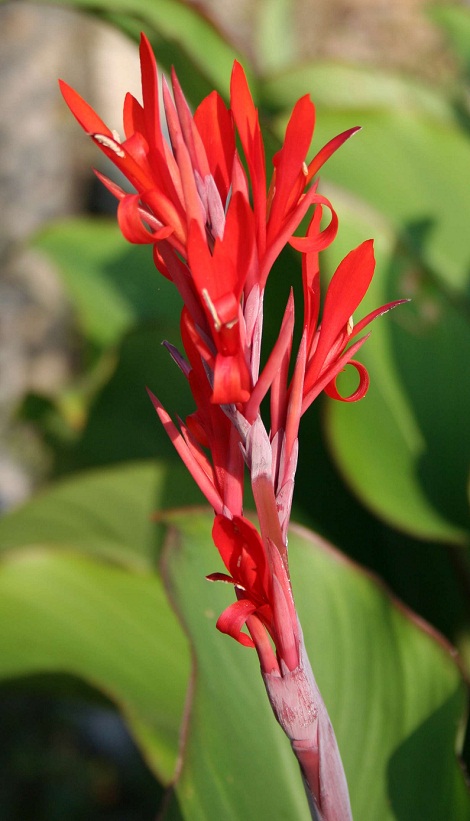 Canna musafolia - Page 2 Img_1211