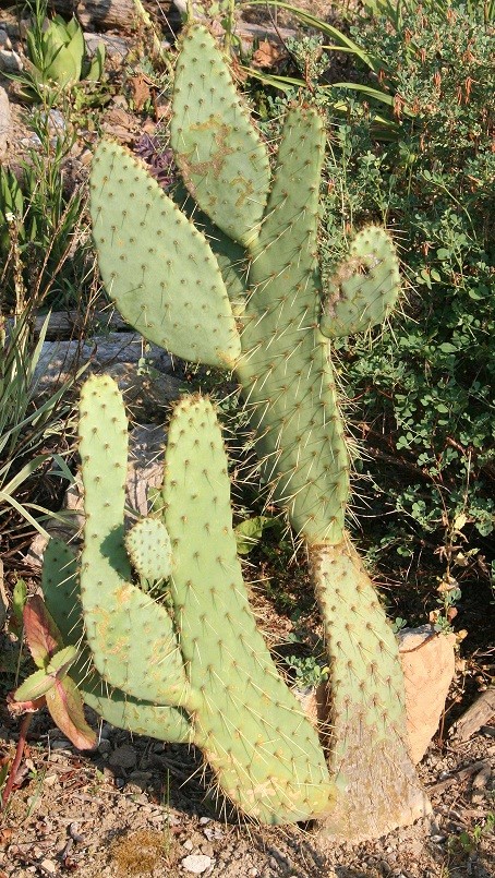Opuntia engelmannii f. linguiformis Img_1213