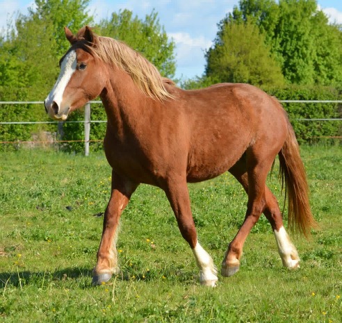 rech pouliche/poulain demi-trait ou type cob en rhone alpes  Image13