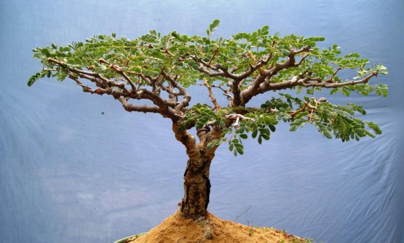 Acacia burkei, Pierneef Style Acacia12