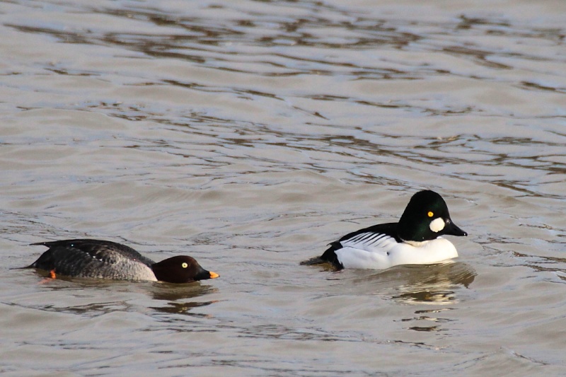 Bord du Rhin le 16/01/2013 0_1110