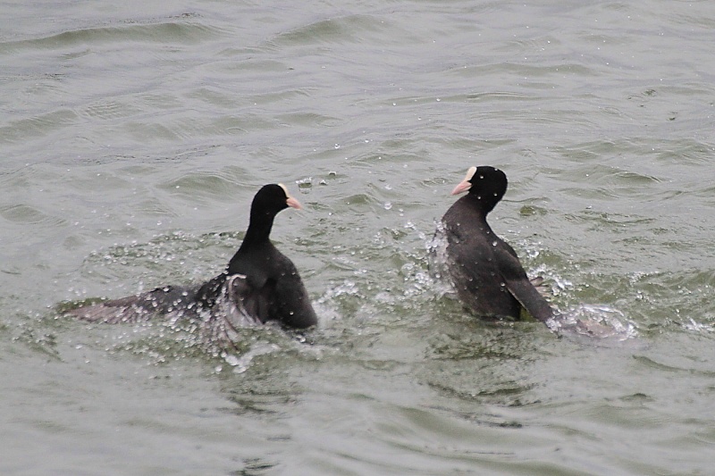 Bord du Rhin bis 0_112