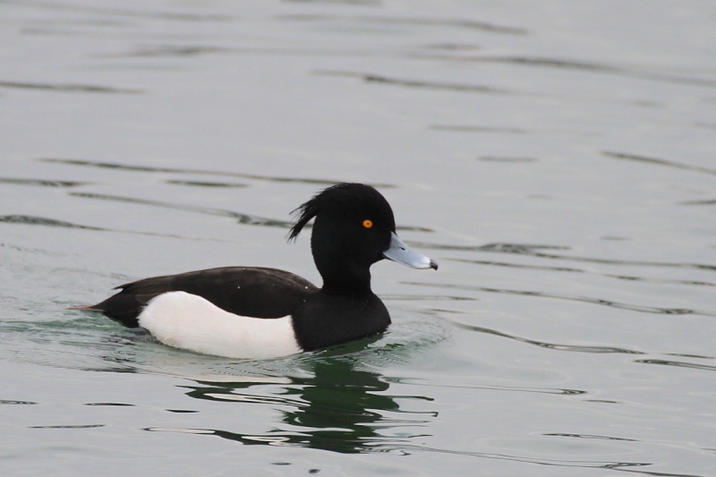 Bord du Rhin le 16/01/2013 20_2910