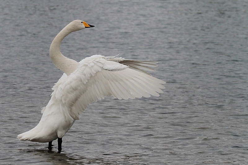 Bord du Rhin le 16/01/2013 311