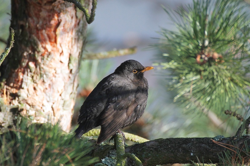 Dans mon arbre 28/01/2013 Img_0049