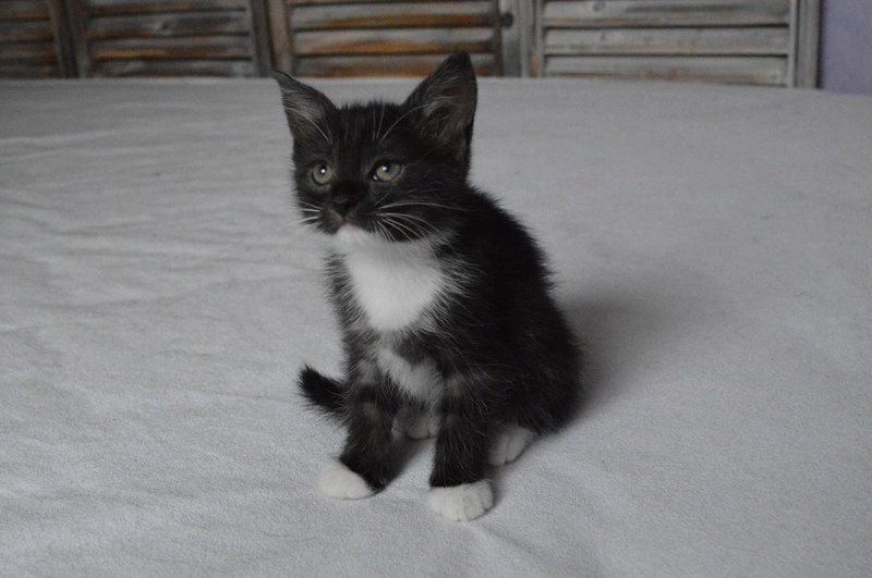 NEREO, chaton mâle marbré noir/smocke et blanc, né vers le 15/04/17 Dsc_0016