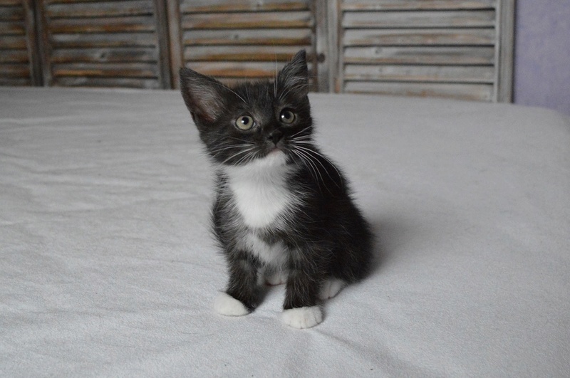 NEREO, chaton mâle marbré noir/smocke et blanc, né vers le 15/04/17 Dsc_0017
