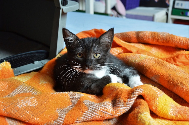 NEREO, chaton mâle marbré noir/smocke et blanc, né vers le 15/04/17 Dsc_0041