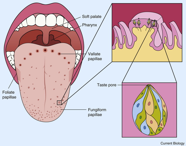 The tongue - evidence of intelligent design 1-s2_010