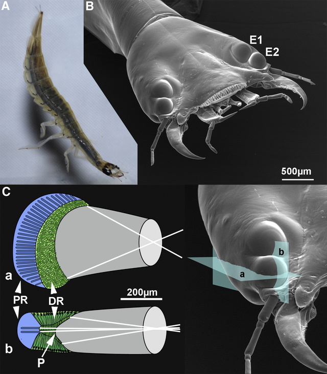 Thermonectus marmoratus larvae with bifocal eyes baffles biologists 1-s2_011