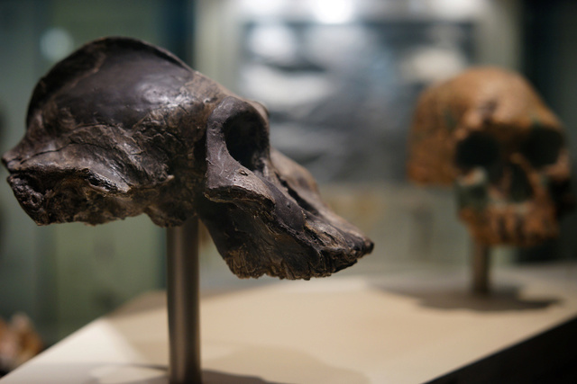 The origin of Homo Sapiens & timeline of human evolution 11261710