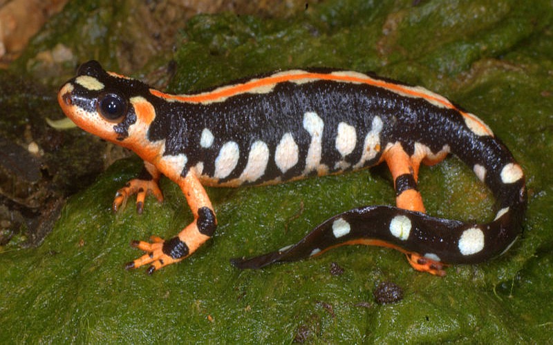 Salamanders are amazing 13_pro10