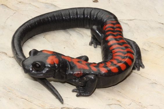 Salamanders are amazing 2bf1b210