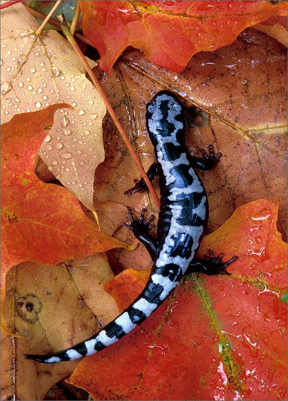 Salamanders are amazing 402c5010