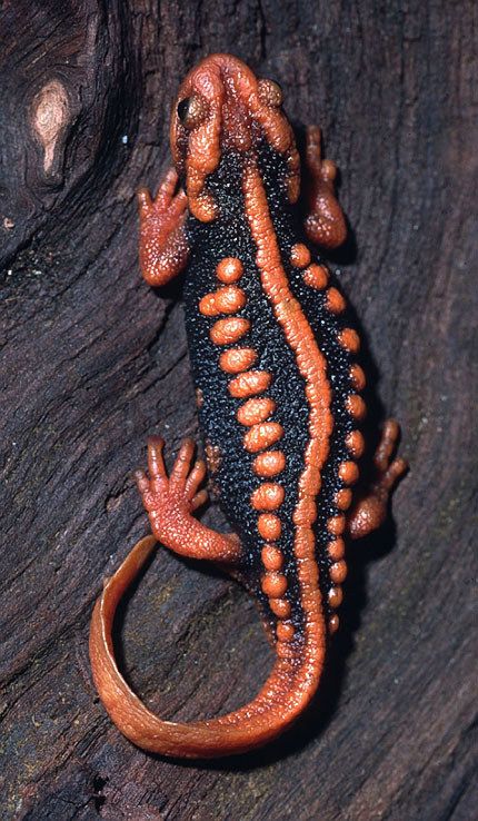Salamanders are amazing 4056ed10