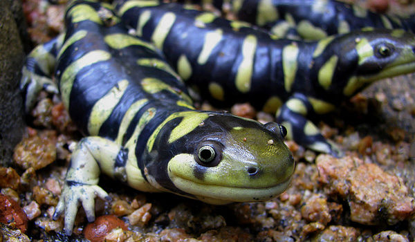 Salamanders are amazing 47227310