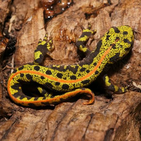 Salamanders are amazing 4868l10