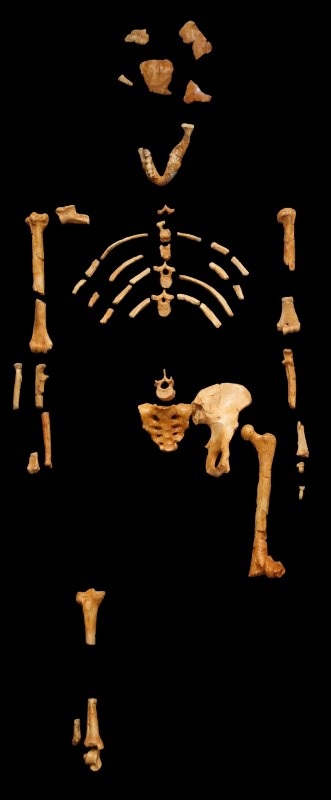 The origin of Homo Sapiens & timeline of human evolution 52e54910