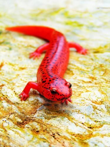 Salamanders are amazing 5a6b6210