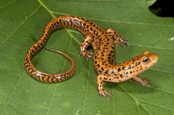 Salamanders are amazing A6951b10