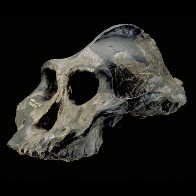 The origin of Homo Sapiens & timeline of human evolution Aethio10