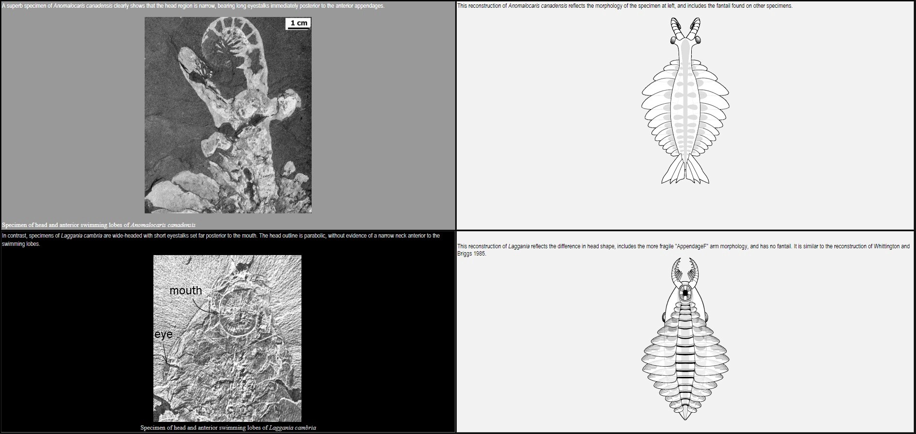 Anomalocaris another Science-fiction like creature Anomal11