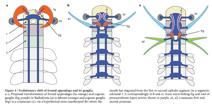 Anomalocaris another Science-fiction like creature Anomal25