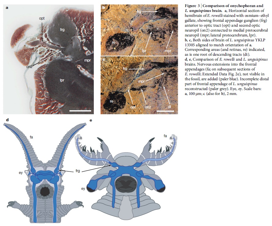 Anomalocaris another Science-fiction like creature Anomal26