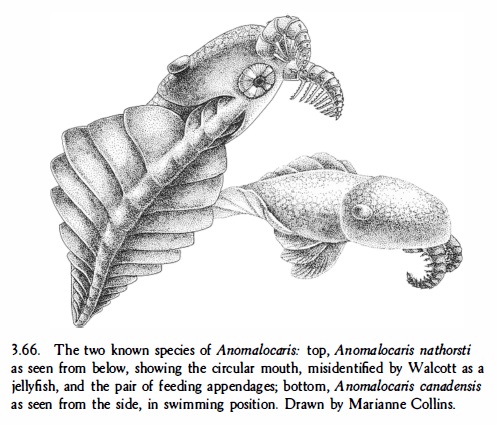 Anomalocaris another Science-fiction like creature Anomal28