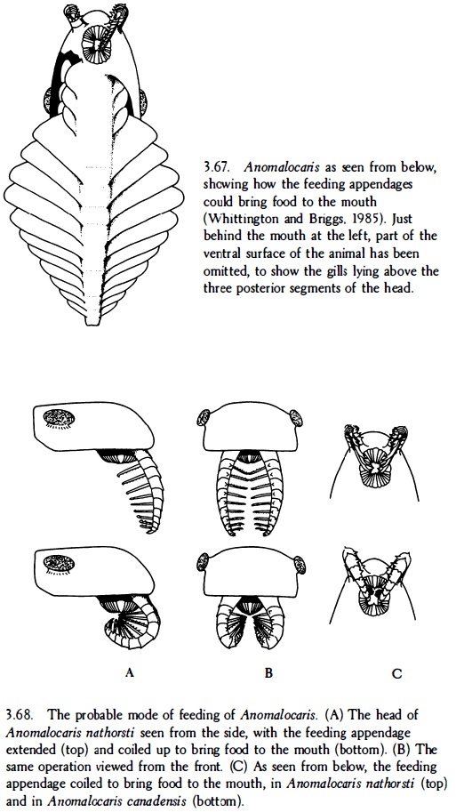 Anomalocaris another Science-fiction like creature Anomal30