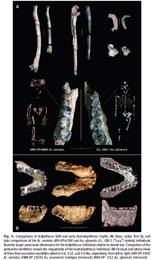 The origin of Homo Sapiens & timeline of human evolution Ardipi10