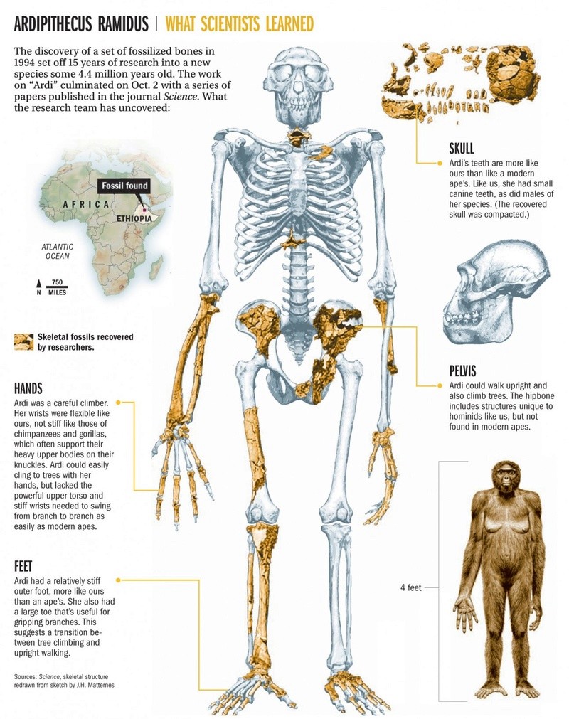The origin of Homo Sapiens & timeline of human evolution Ardipi12