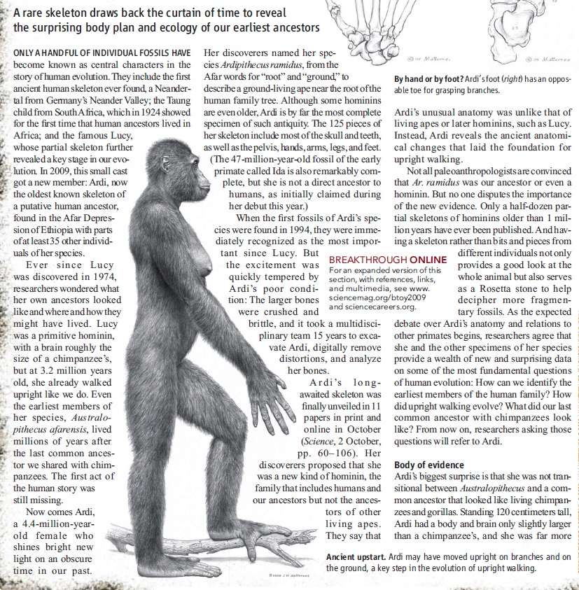 The origin of Homo Sapiens & timeline of human evolution Ardipi15