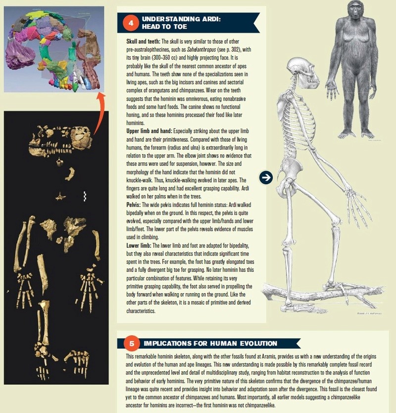 The origin of Homo Sapiens & timeline of human evolution Ardipi21