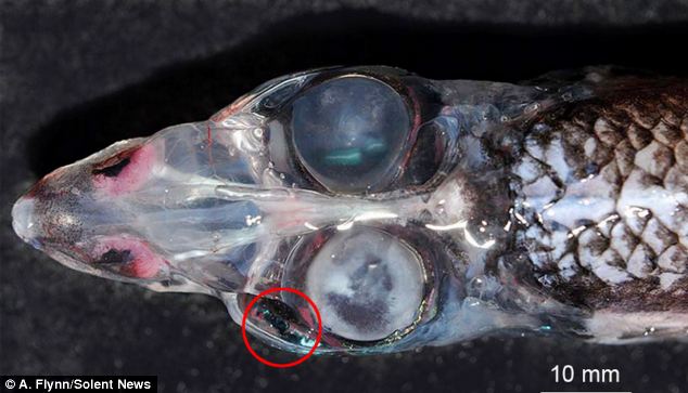 The glasshead barreleye fish with FOUR eyes, with 360° vision to spot prey and predators Articl10