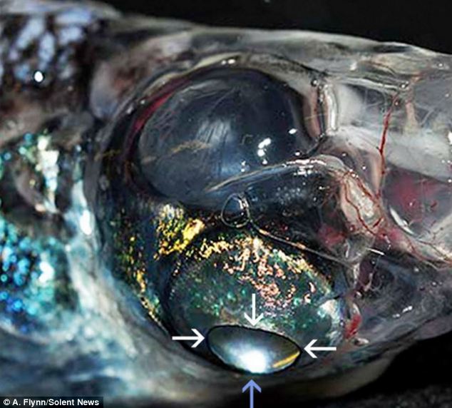 The glasshead barreleye fish with FOUR eyes, with 360° vision to spot prey and predators Articl11