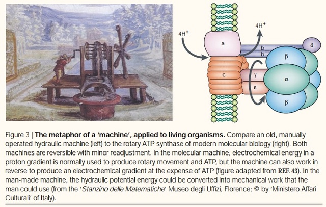 The irreducibly complex ATP Synthase nanomachine, amazing evidence of design Atp_sy10