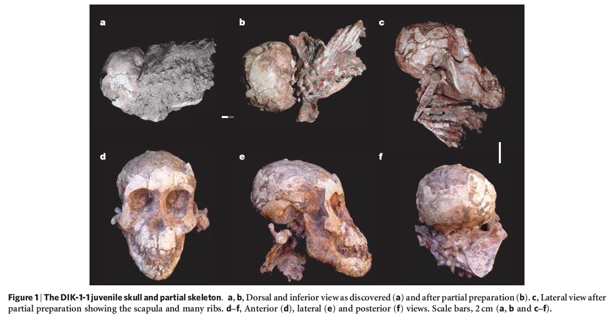 The origin of Homo Sapiens & timeline of human evolution Austra10