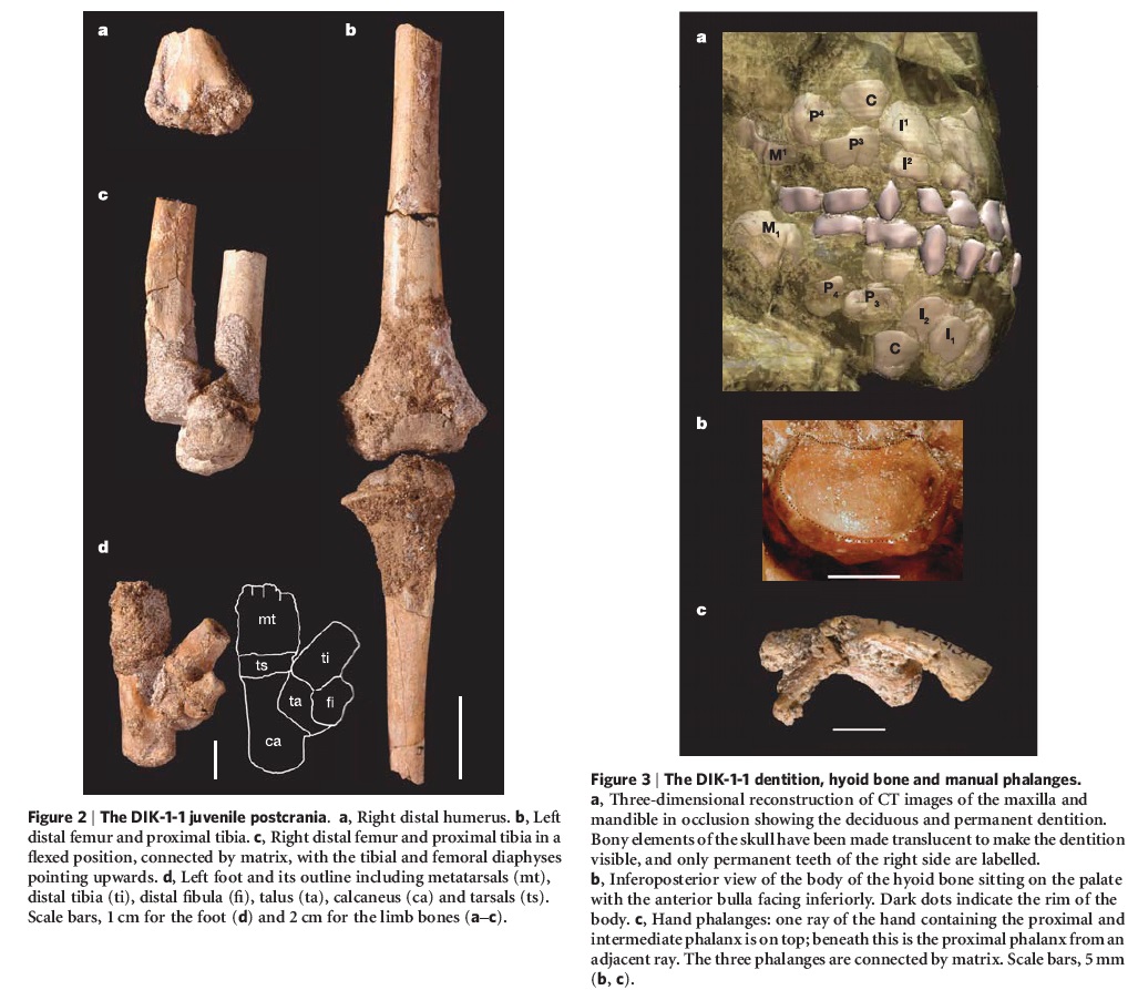 The origin of Homo Sapiens & timeline of human evolution Austra14