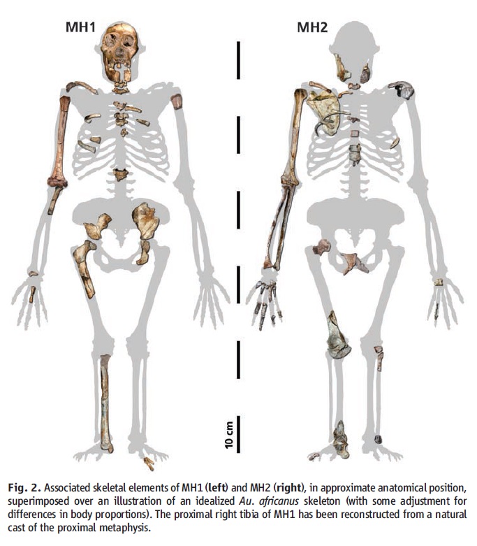 The origin of Homo Sapiens & timeline of human evolution Austra15
