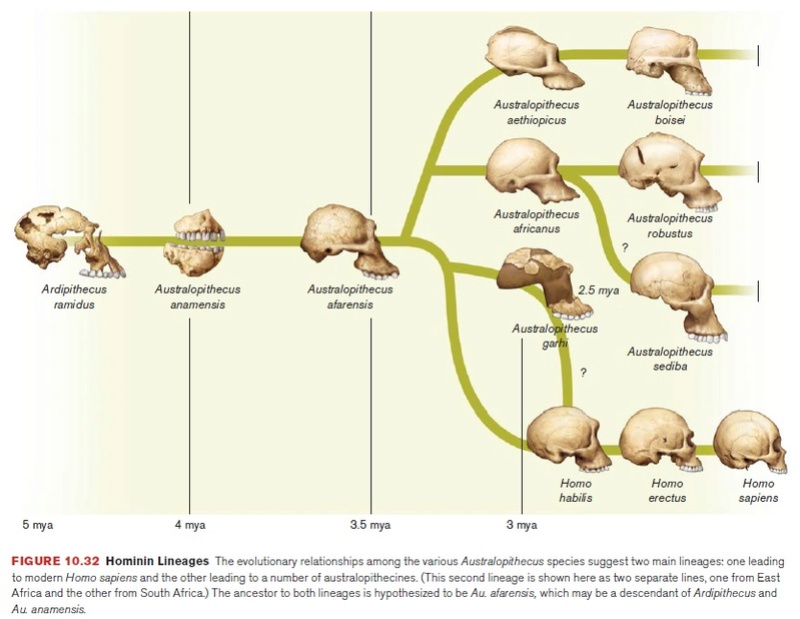 The origin of Homo Sapiens & timeline of human evolution Austra29