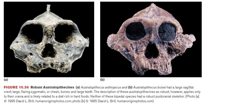 The origin of Homo Sapiens & timeline of human evolution Austra32