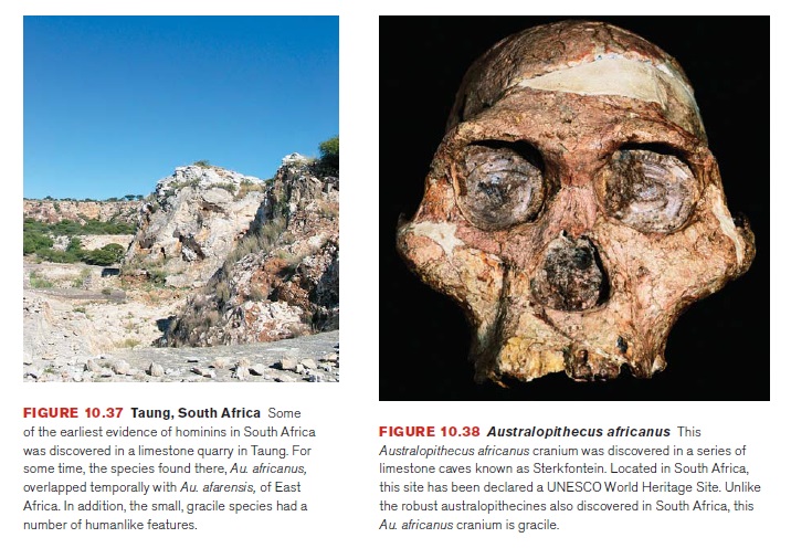 The origin of Homo Sapiens & timeline of human evolution Austra34