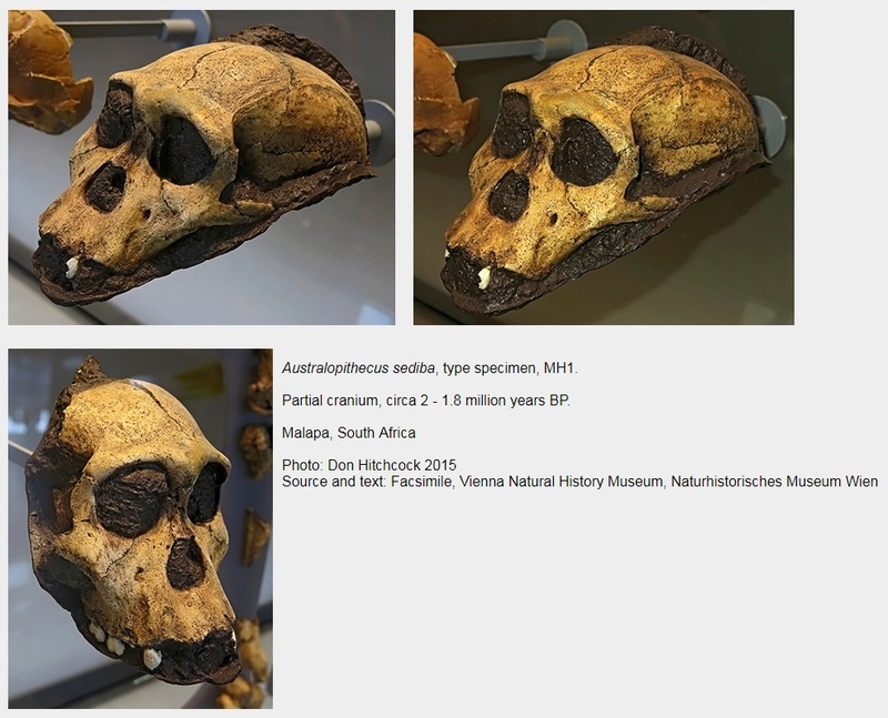 The origin of Homo Sapiens & timeline of human evolution Austra36