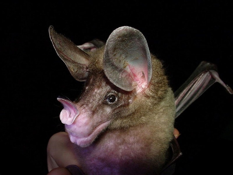 Spectacular bats Bat-fa10