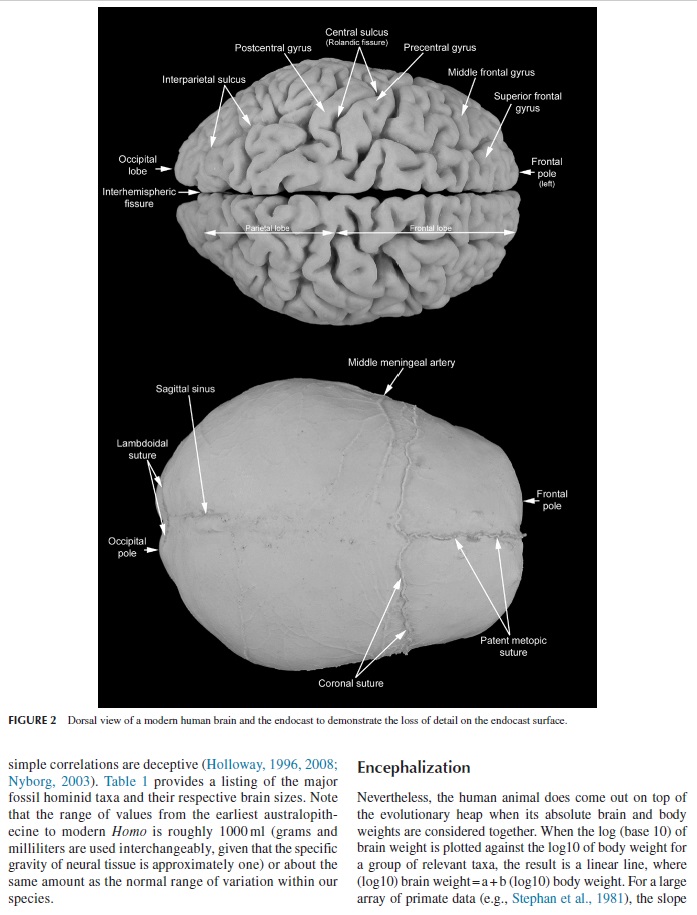 Evolution of the brain Brain_11