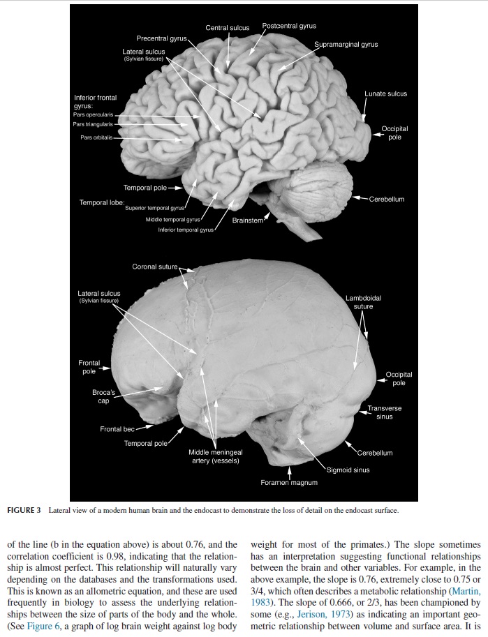Evolution of the brain Brain_12