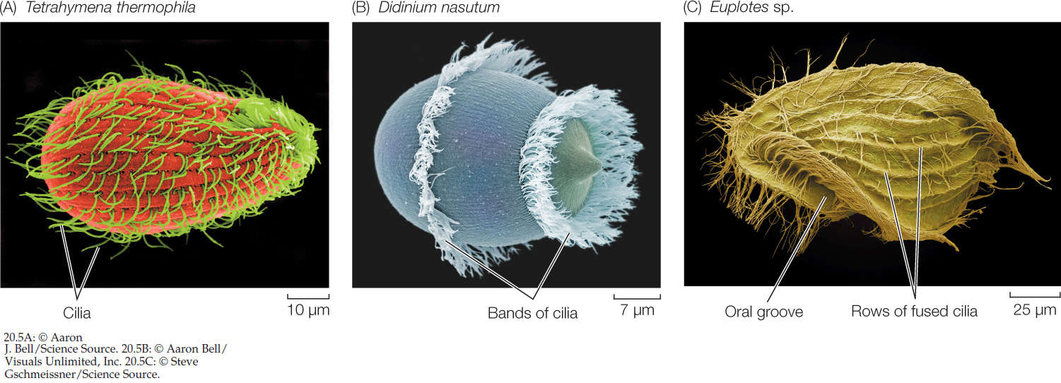The fantastic design of unicellular euplote protists