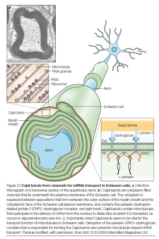AXON ENSHEATHMENT AND MYELIN GROWTH - AMAZING EVIDENCE OF DESIGN Cajal_10